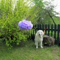 Meistrelio šventė B. Buivydaitės sodyboje.
