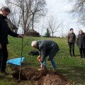 Rašytojų kalnelio sode augs brolių Šaltenių sodinta vyšnaitė.