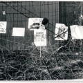 Plakatai ir karikatūros Vilniaus gatvėse 1991-ųjų sausį. Nuotrauka iš VŽM fondų.