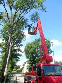 Panaudoję keltuvą, siekiantį iki 19 metrų aukščio, arboristai išgenėjo ir išvalė pačias senųjų beržų viršūnes.