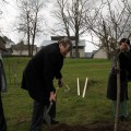 A. Vienuolio sodybos sode augs slyvaitė, priminsianti Vilniaus universiteto bibliotekos dieną Anykščiuose.